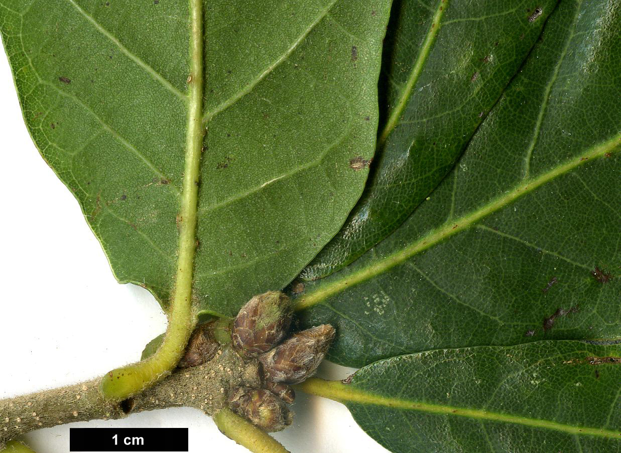 High resolution image: Family: Fagaceae - Genus: Quercus - Taxon: ×turneri - SpeciesSub: 'Pseudoturneri' (Q.ilex × Q.robur)